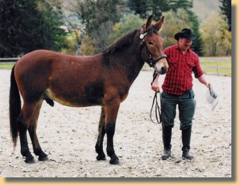 Kreuzung Aus Pferd Und Esel