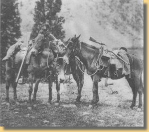 Sattelmaultiere der Haydon Expedition